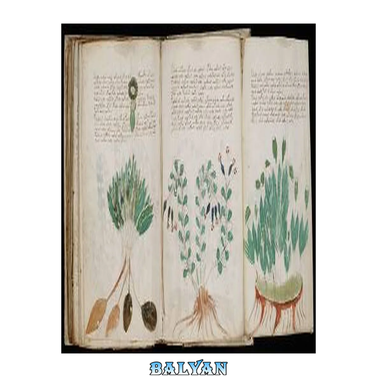 جلد کتاب Voynich manuscript