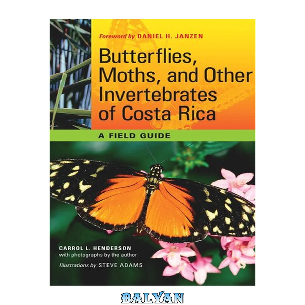 جلد کتاب Butterflies, Moths, and Other Invertebrates of Costa Rica : A Field Guide