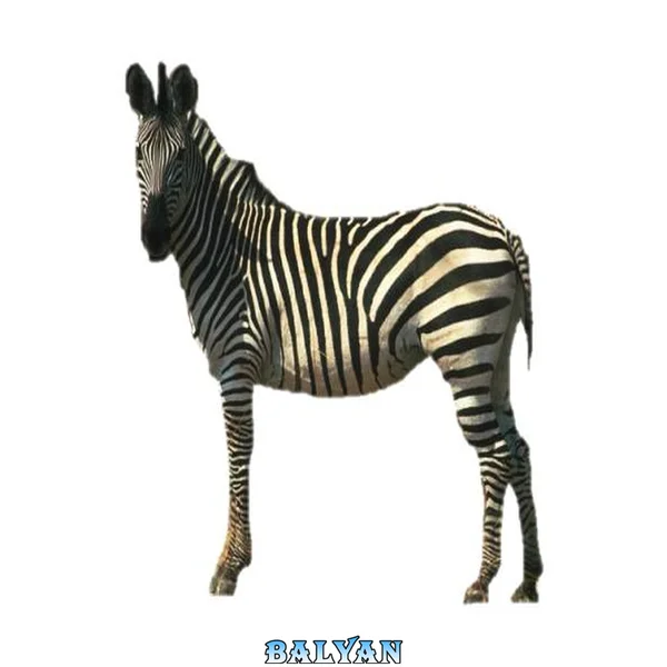 خانم پالی‌فاکس و دزد دوم