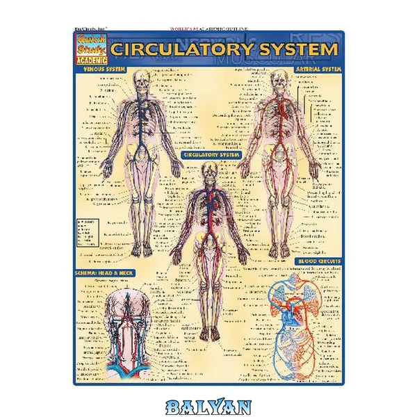 Circulatory System (BarCharts QuickStudy)