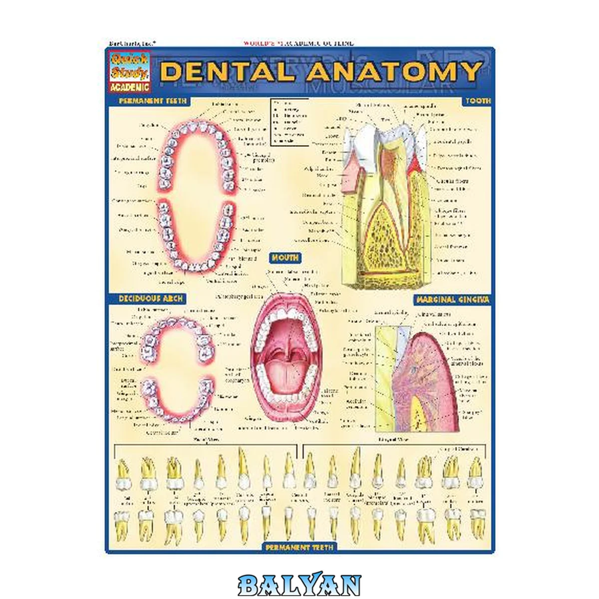 جلد کتاب BarCharts QuickStudy Dental Anatomy