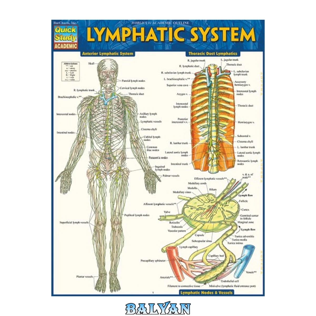 جلد کتاب Lymphatic System