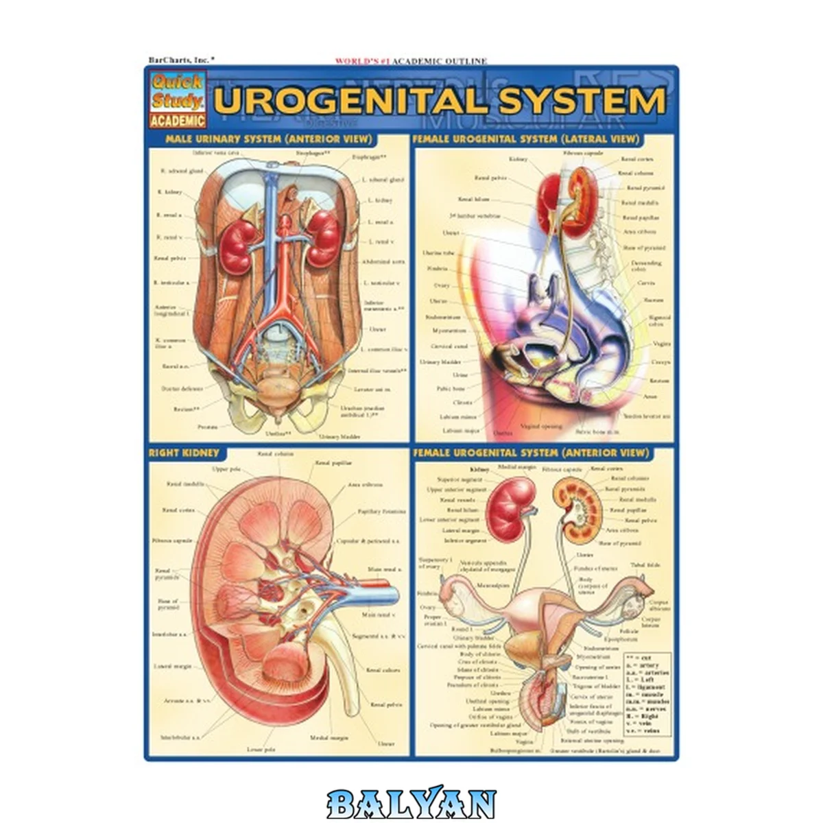 جلد کتاب Urogenital System Laminated Reference Guide (Quickstudy: Academic)