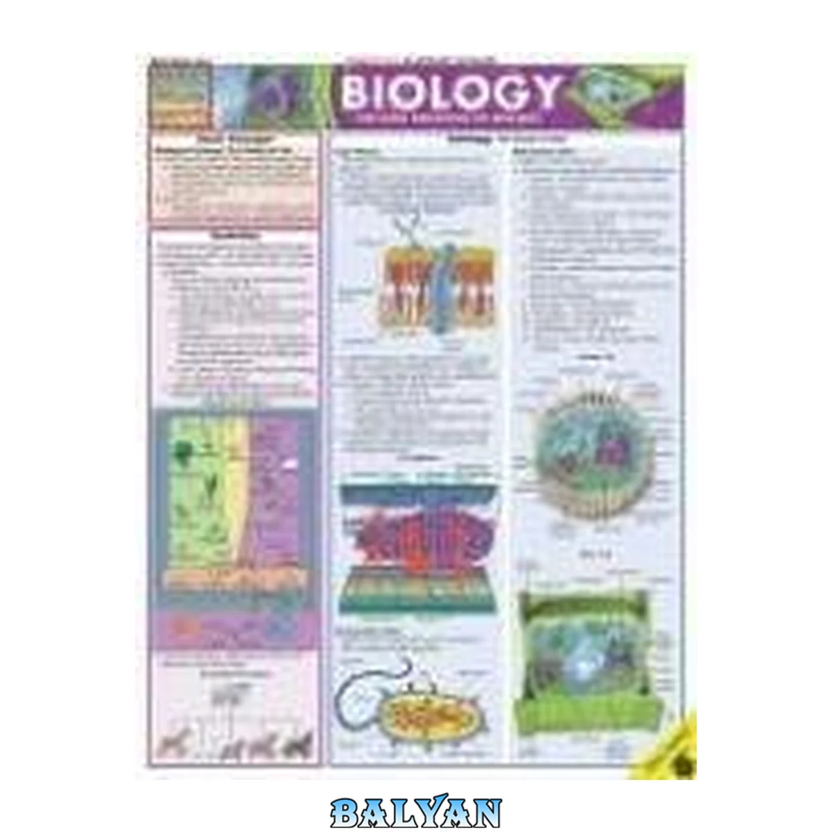 جلد کتاب Biology The Basic Principles Of Biology (BarCharts QuickStudy)