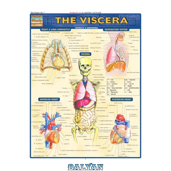 Viscera Laminated Reference Guide (Quickstudy: Academic)