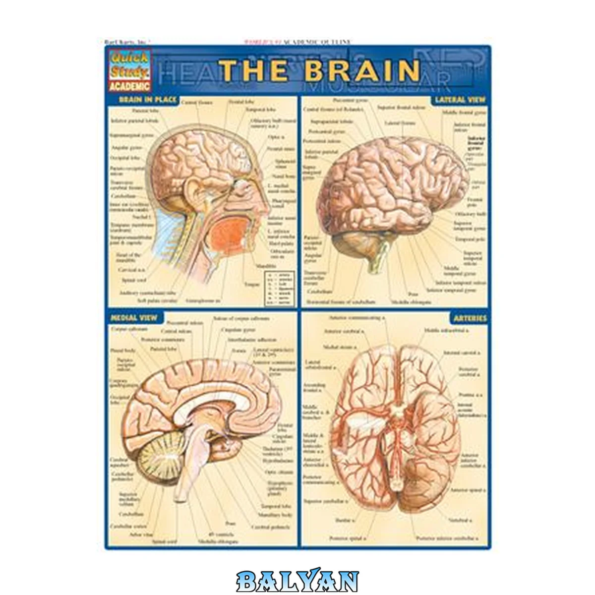 جلد کتاب Brain by Inc. BarCharts