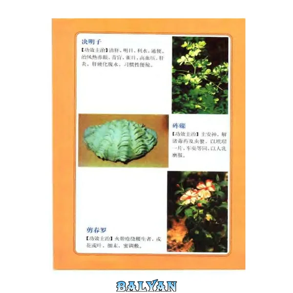 中药图谱 (彩色图文版)
